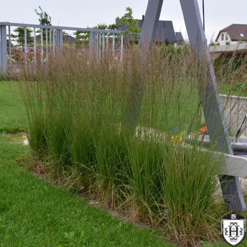 Molinia caerulea 'Heidebraut' - Harilik sinihelmikas 'Heidebraut' P9/0,55L